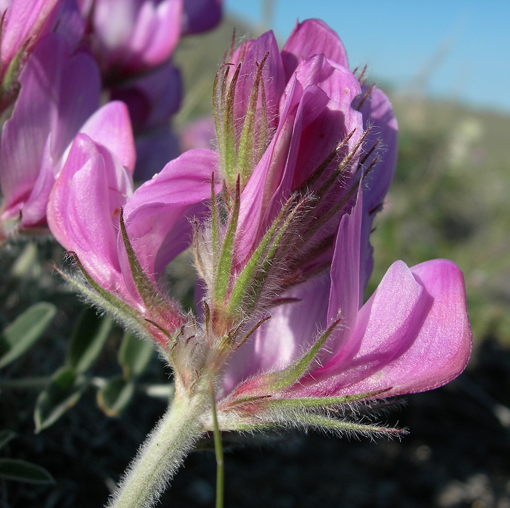 Image of Hedysarum zundukii specimen.