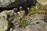 Erigeron uniflorus. Цветущее растение. Карачаево-Черкесия, Карачаевский р-н, Большой Кавказ, правый борт долины р. Узункол, южный склон горы Чатбаши в р-не \"нижних чатских ночёвок\", ≈ 2880 м н.у.м., среди камней. 26.07.2023.