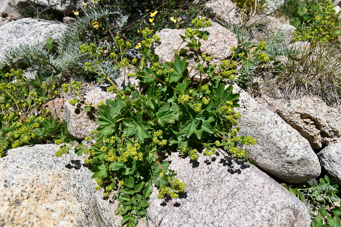 Изображение особи род Alchemilla.