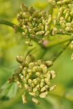 Pastinaca sativa
