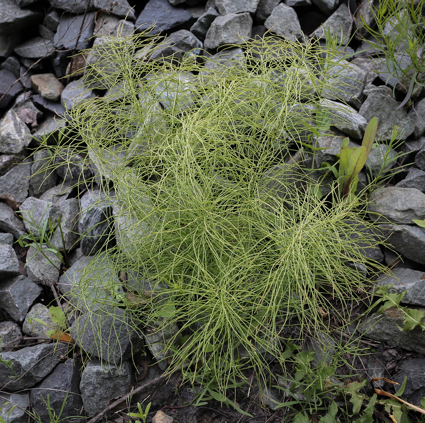 Image of Equisetum pratense specimen.