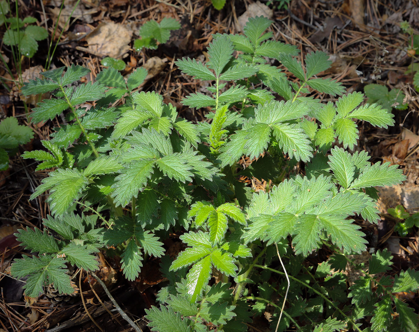 Image of Agrimonia eupatoria specimen.