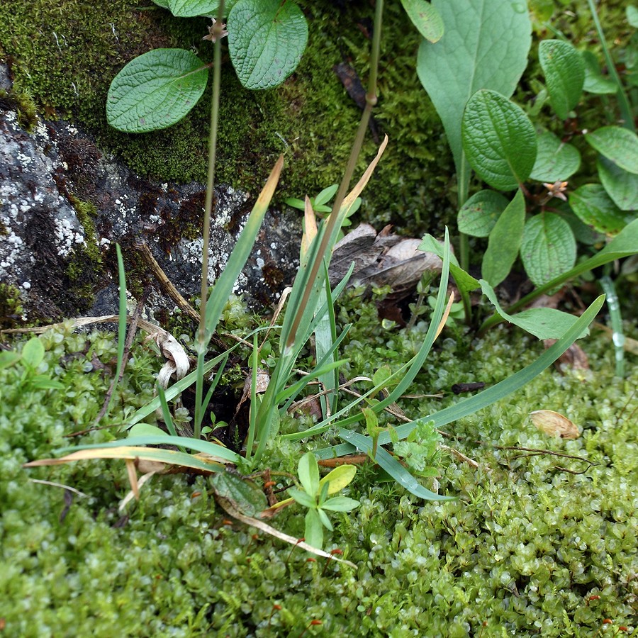 Image of Poa alpina specimen.