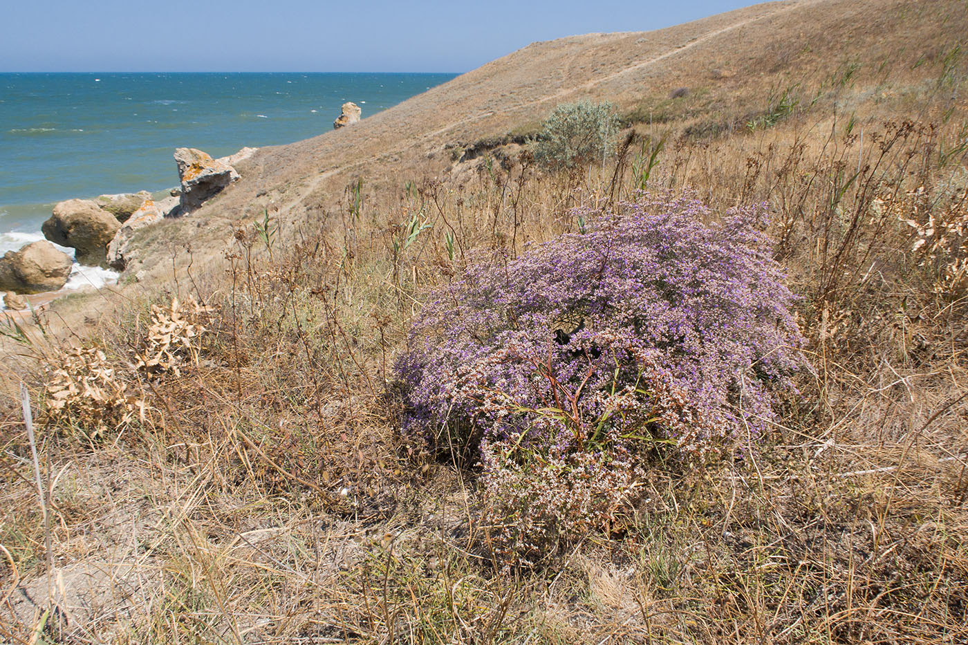 Image of Limonium scoparium specimen.