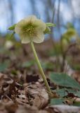 Helleborus caucasicus. Побег с цветком и бутоном. Краснодарский край, Крымский р-н, окр. станицы Неберджаевская, ур. Малый Яр, буково-грабово-дубовый лес. 23.02.2024.