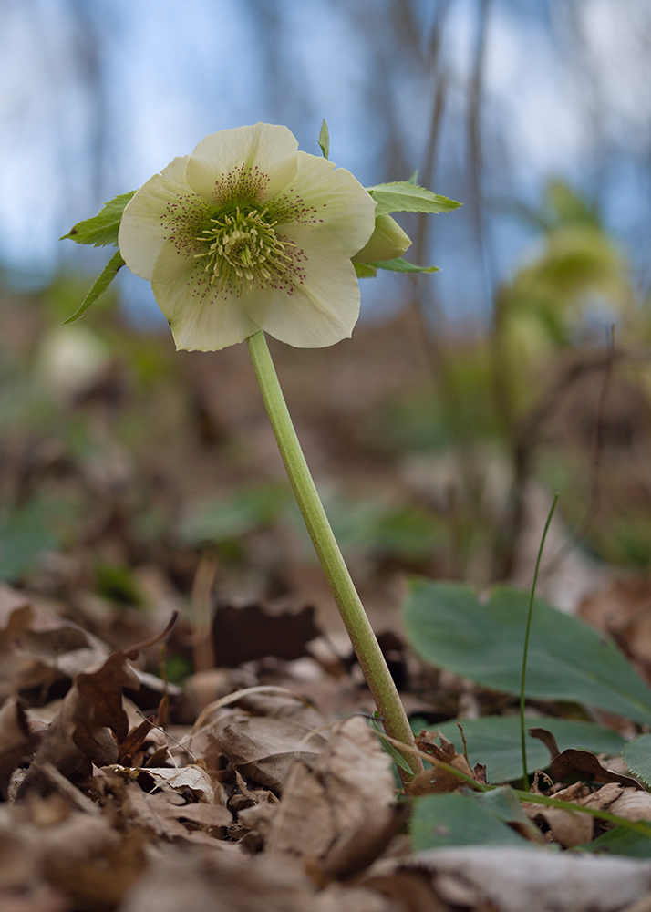 Image of Helleborus caucasicus specimen.