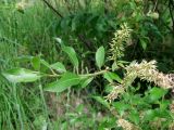 Salix bebbiana. Веточка с соплодиями. Томск, окр. пос. Сосновый Бор, опушка соснового леса. 14.06.2012.