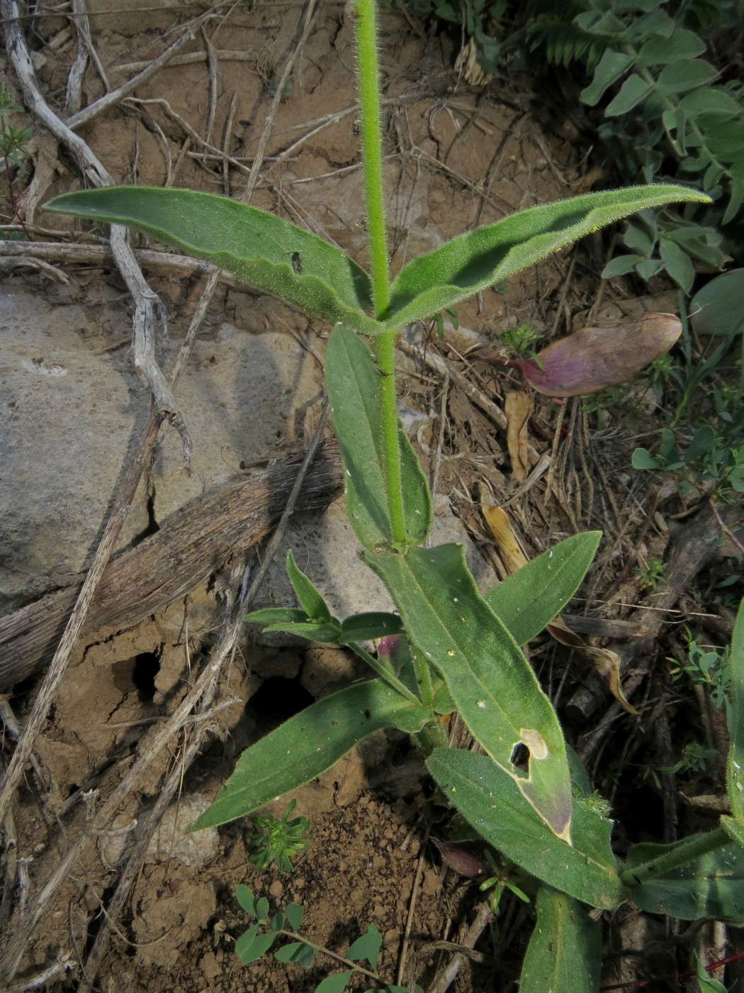 Изображение особи Silene turkestanica.