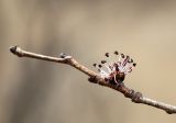 Ulmus macrocarpa. Ветвь с соцветием. Приморский край, Шкотовский р-н, окр. дер. Лукьяновка, долина р. Суходол, крутой каменистый склон юго-западной экспозиции, ильмовое редколесье. 19.04.2024.