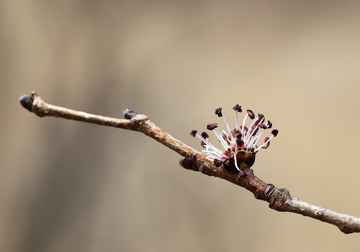 Image of Ulmus macrocarpa specimen.