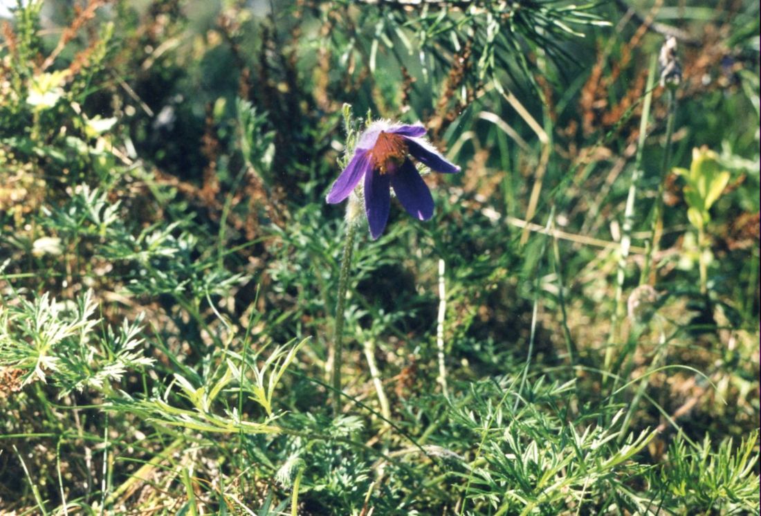 Image of Pulsatilla vulgaris specimen.