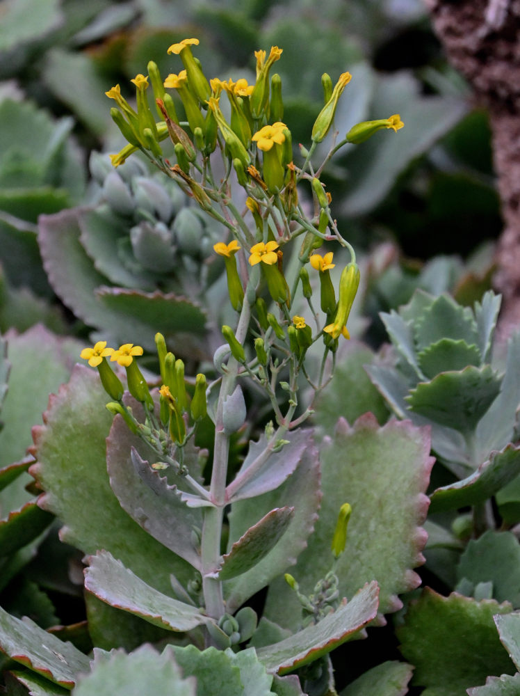 Изображение особи род Kalanchoe.