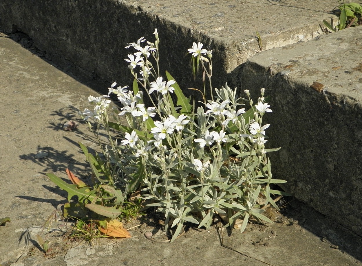 Изображение особи Cerastium tomentosum.