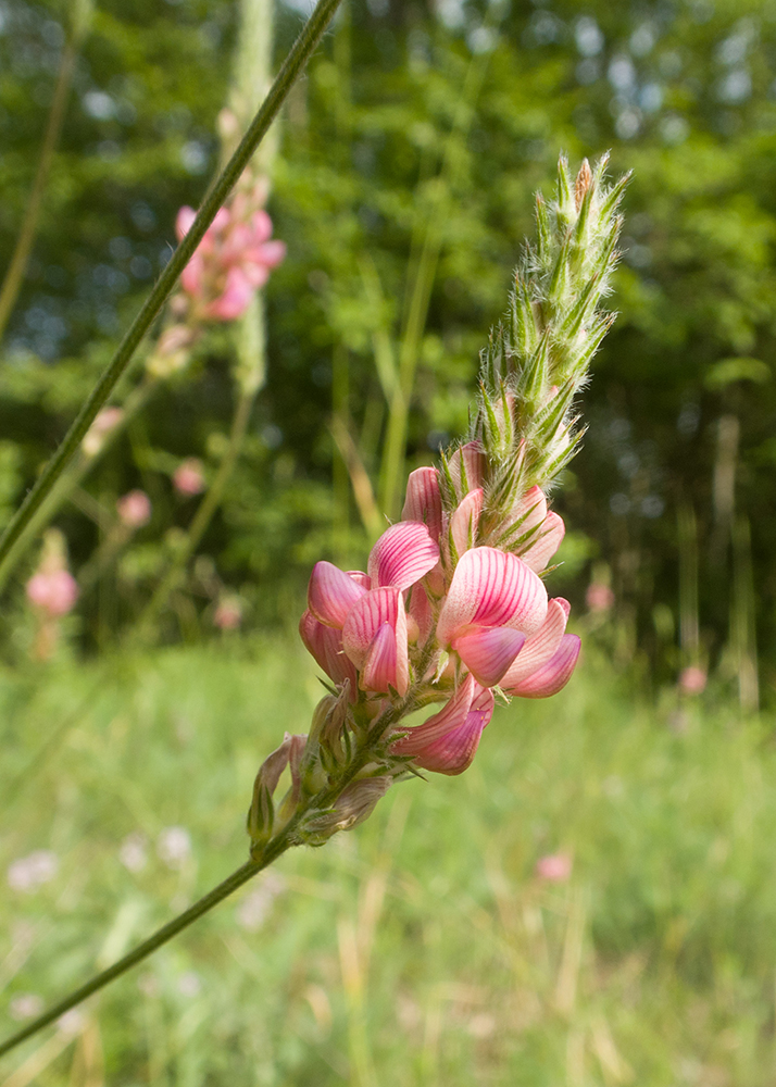 Изображение особи Onobrychis miniata.