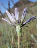 Tragopogon ruber