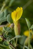 genus Chamaecytisus