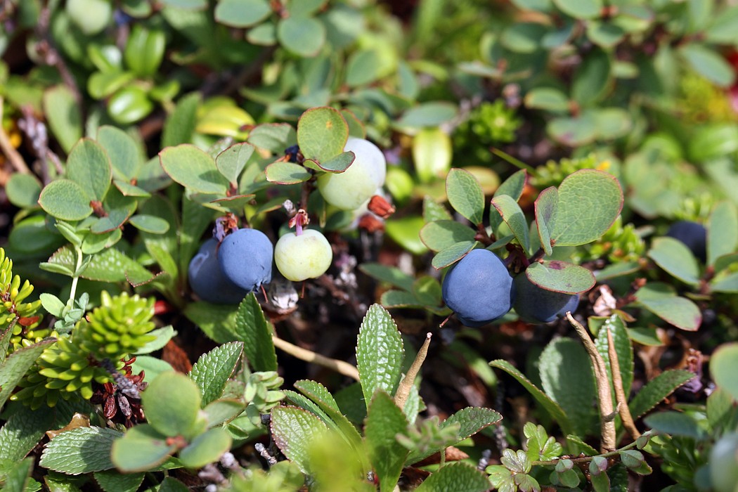 Image of Vaccinium uliginosum ssp. microphyllum specimen.
