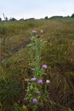Carduus acanthoides