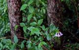 Abelia uniflora. Ветвь с соцветием. Китай, провинция Хунань, национальный парк \"Чжанцзяцзе\", смешанный лес. 06.06.2024.