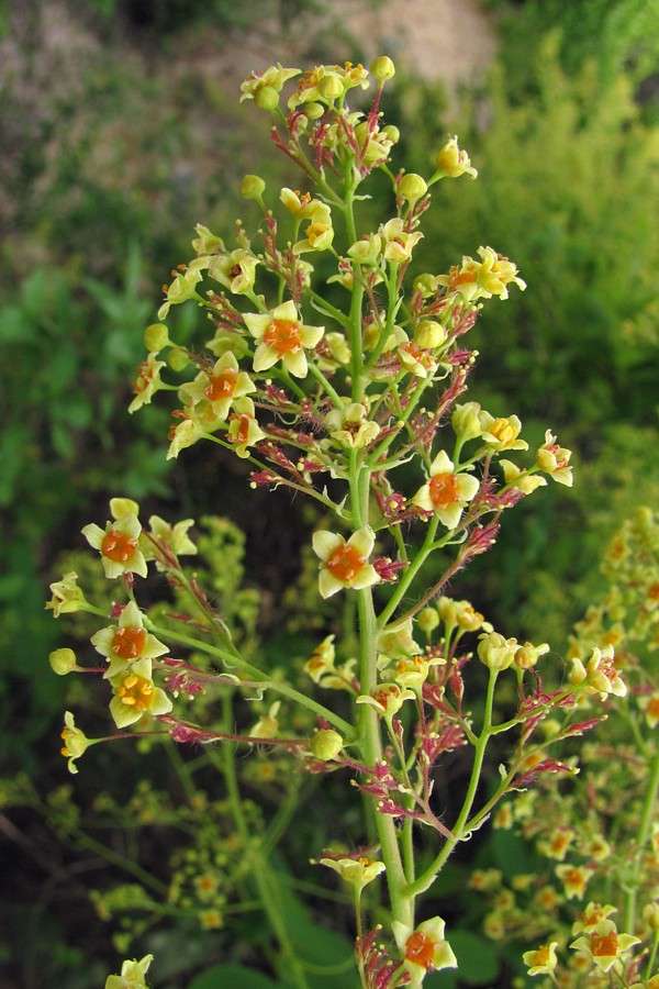 Image of Cotinus coggygria specimen.