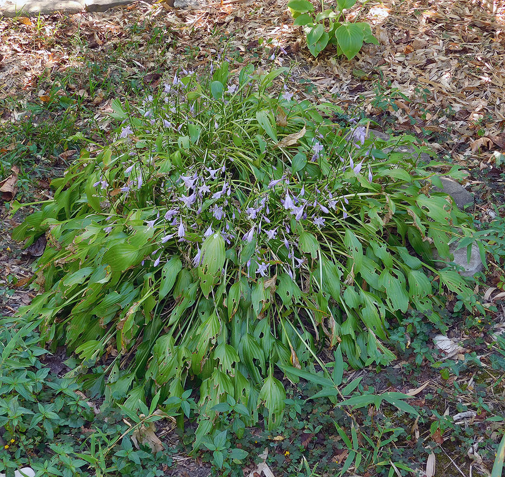 Изображение особи Hosta albomarginata.