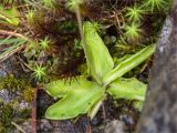 Pinguicula vulgaris. Розетка листьев цветущего растения. Карелия, восточный берег оз. Топозеро, низкий каменистый заболоченный берег. 05.07.2024.