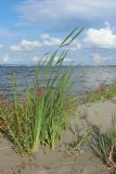 Typha latifolia. Вегетирующие растения в сообществе с Salix и Persicaria lapathifolia. Ленинградская обл., Кингисеппский р-н, окр. дер. Выбье; берег Финского залива, песчаный пляж, зона заплеска. 04.08.2024.