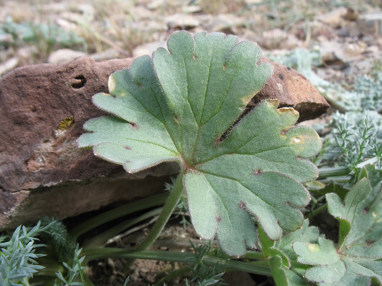 Image of Delphinium longipedunculatum specimen.