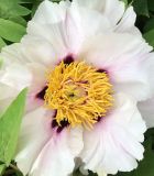 Paeonia rockii. Цветок. Москва, Воробьёвы горы, Ботанический сад МГУ, в культуре. 17.05.2025.