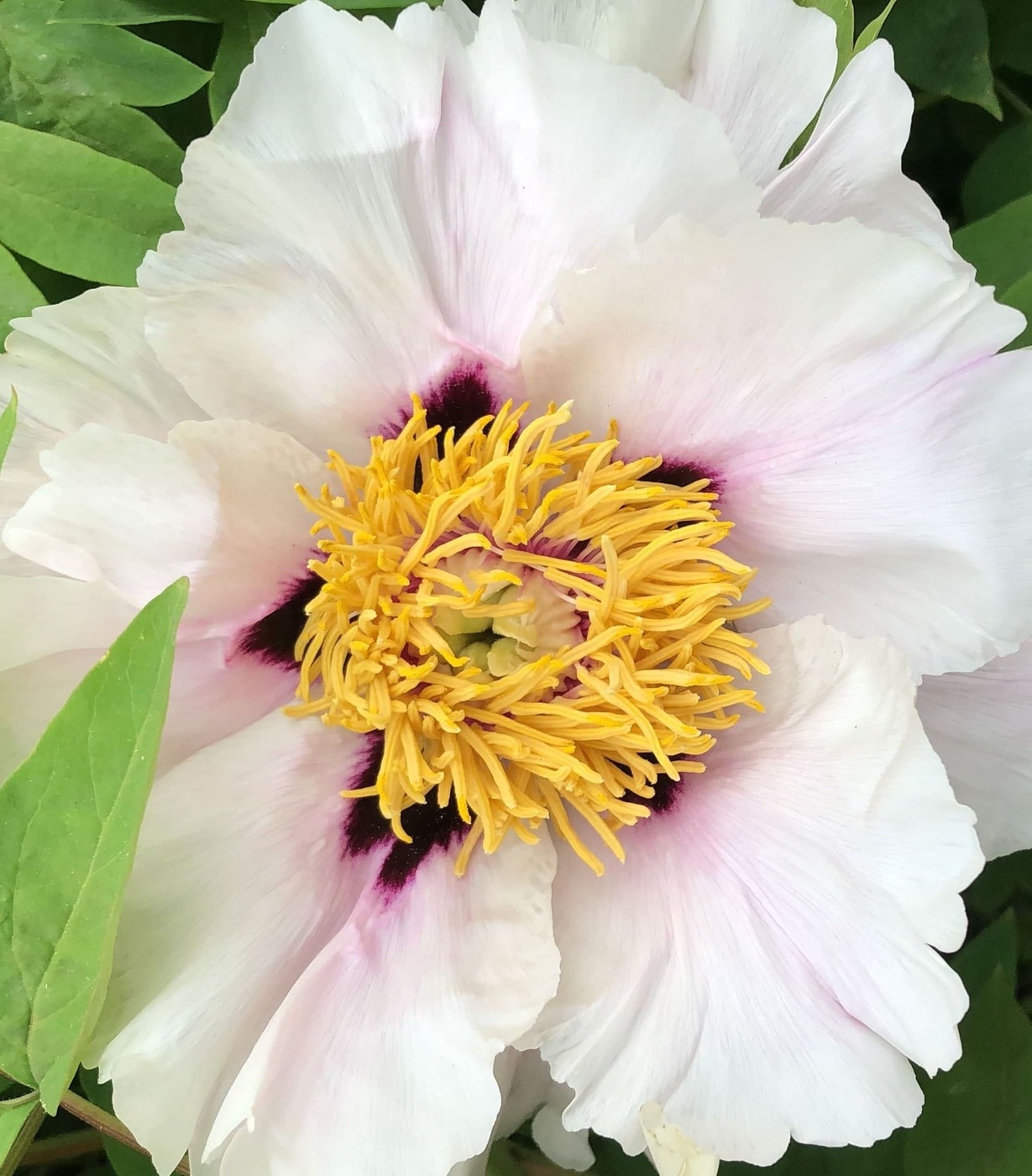 Изображение особи Paeonia rockii.