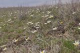 Tulipa biflora. Цветущие растения. Волгоградская обл., Советский р-н г. Волгограда, балка Западная 2,5 км С пос. Горный, полынно-злаковая степь на солонцовой почве. 06.04.2019.