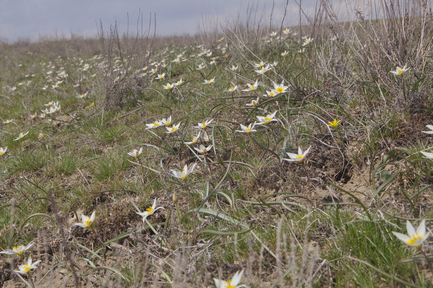 Image of Tulipa biflora specimen.