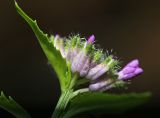 View full-size image genus Clausia