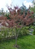 Prunus cerasifera var. pissardii