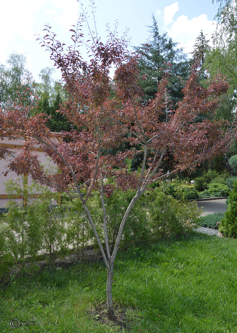 Изображение особи Prunus cerasifera var. pissardii.