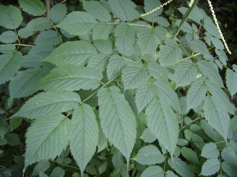 Image of Aruncus sylvestris specimen.