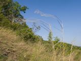Stipa pulcherrima