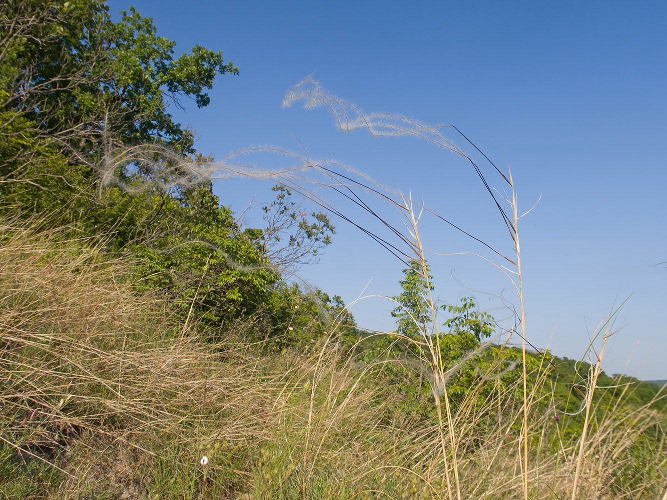 Image of Stipa pulcherrima specimen.