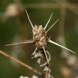 Centaurea iberica