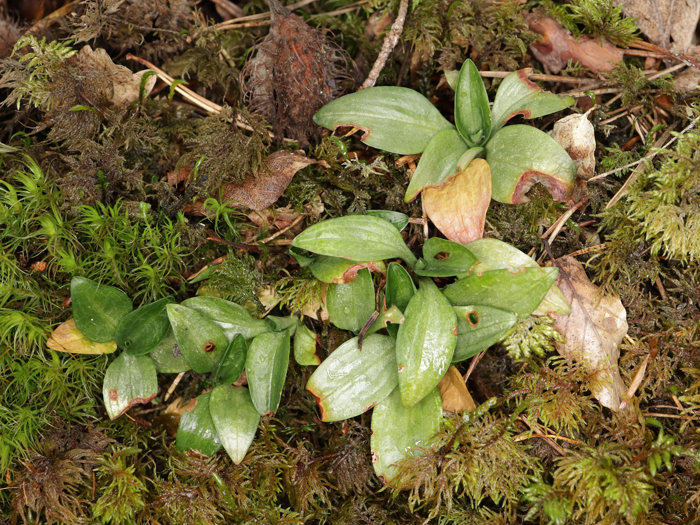 Image of Goodyera repens specimen.