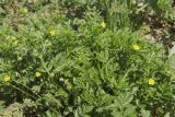 Potentilla supina