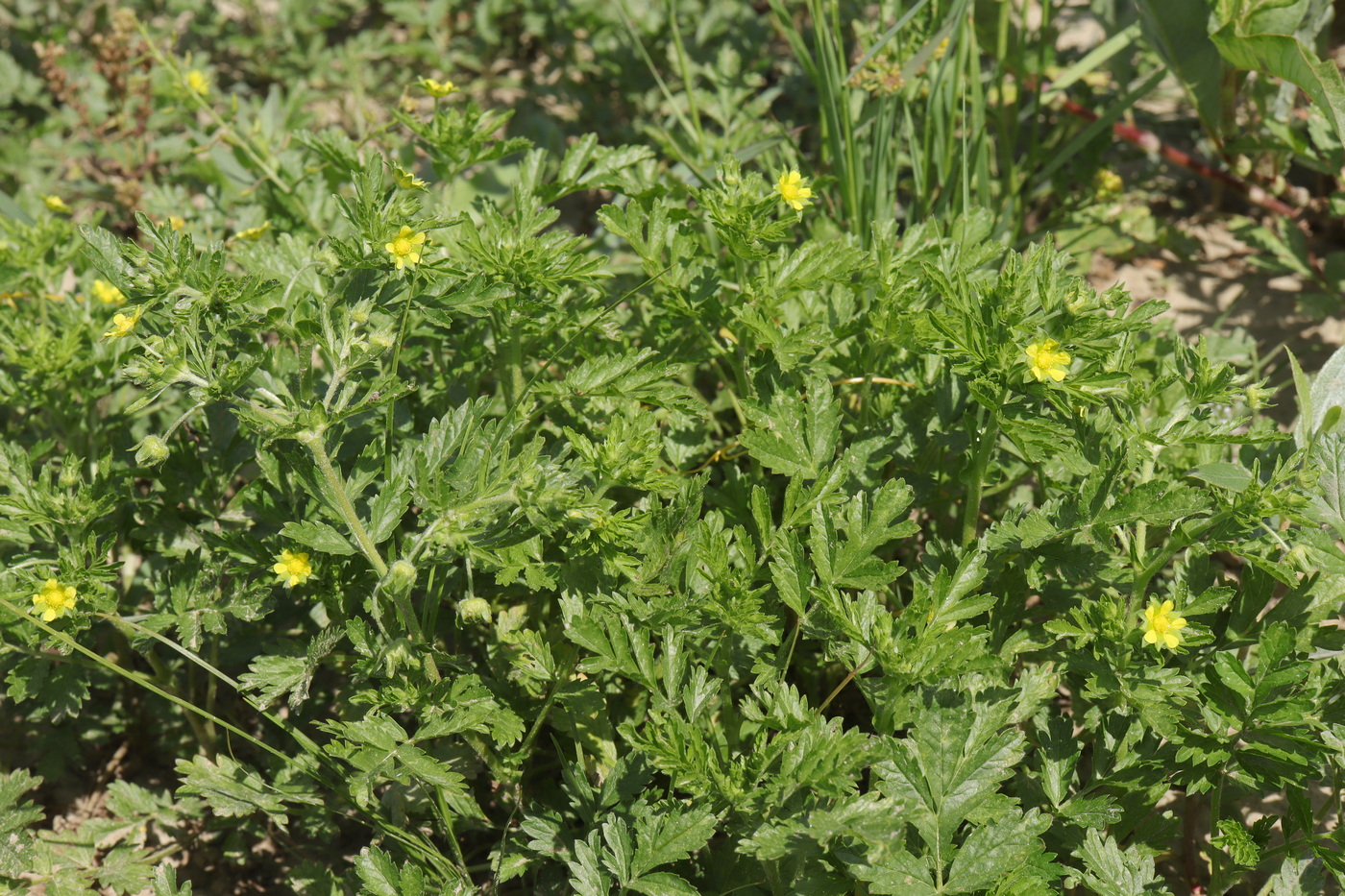 Изображение особи Potentilla supina.