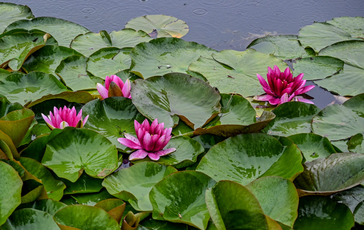 Image of Nymphaea × marliacea specimen.
