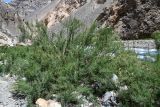 Myricaria squamosa. Цветущее растение. Таджикистан, Горно-Бадахшанская автономная обл., Рушанский р-н, хр. Северо-Аличурский, дол. р. Мургаб (ниже Сареза) у ручья Хурмахей, выс. ≈ 2600 м н.у.м., галечниковые наносы на дне ущелья. 29 июня 2024 г.