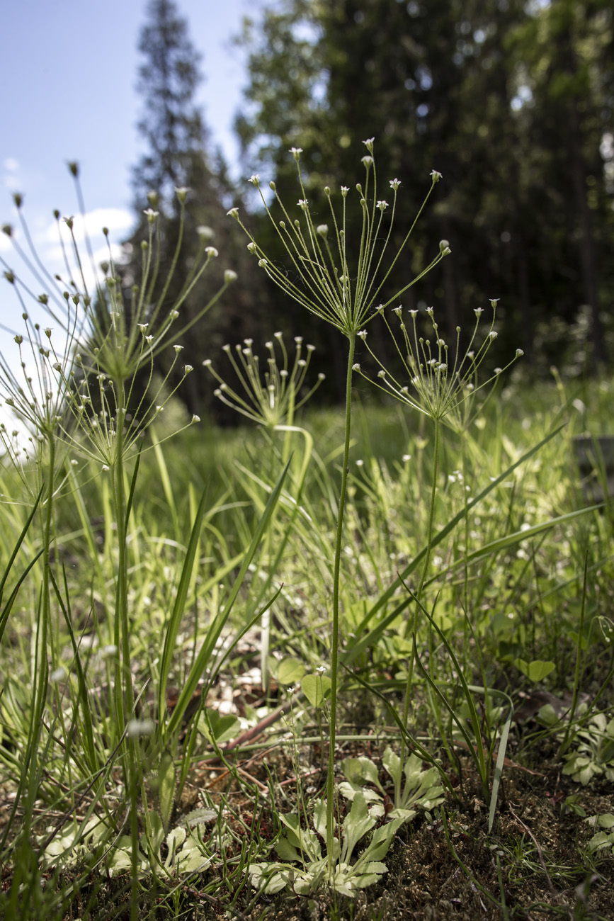 Изображение особи Androsace filiformis.