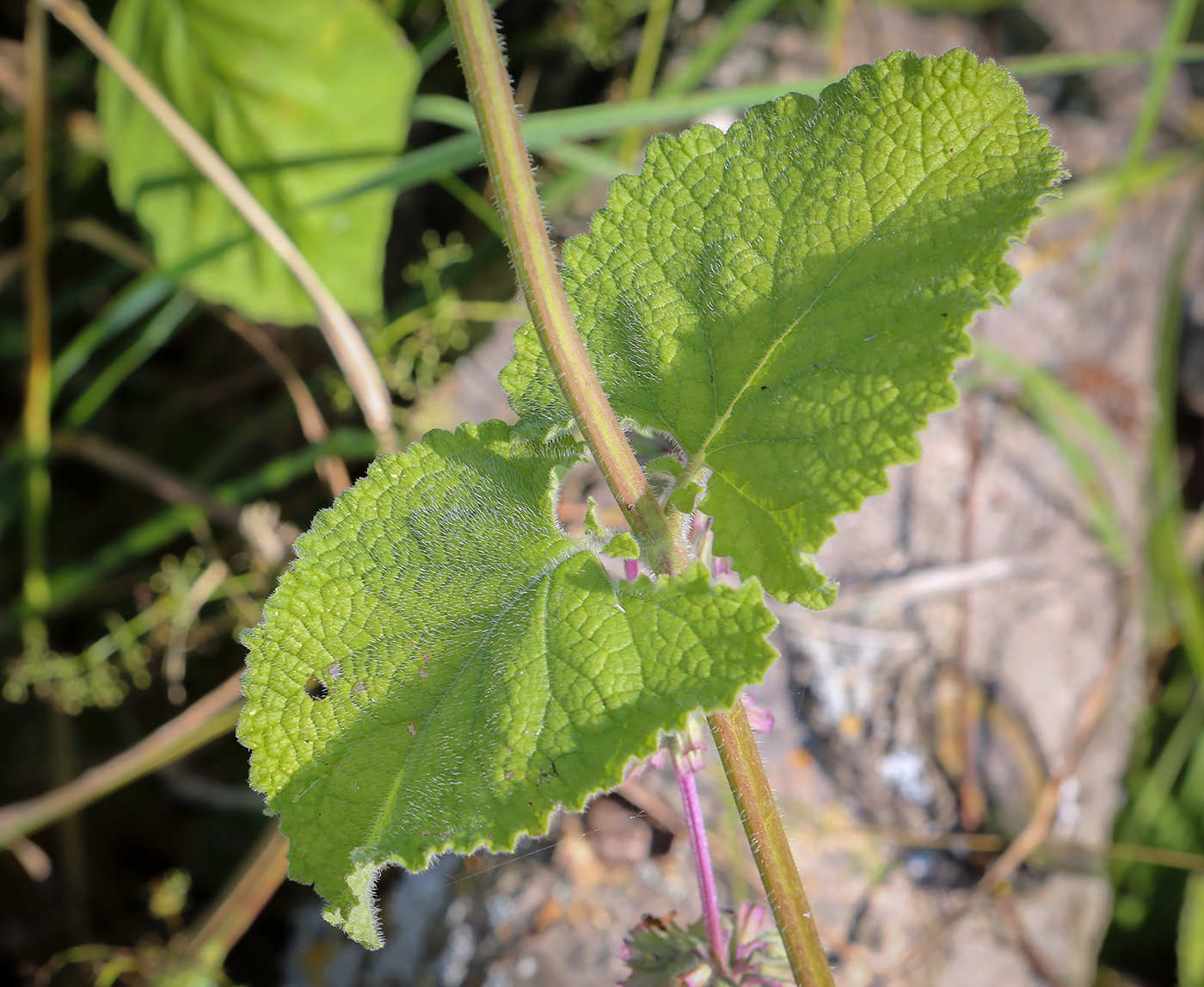 Изображение особи Salvia verticillata.