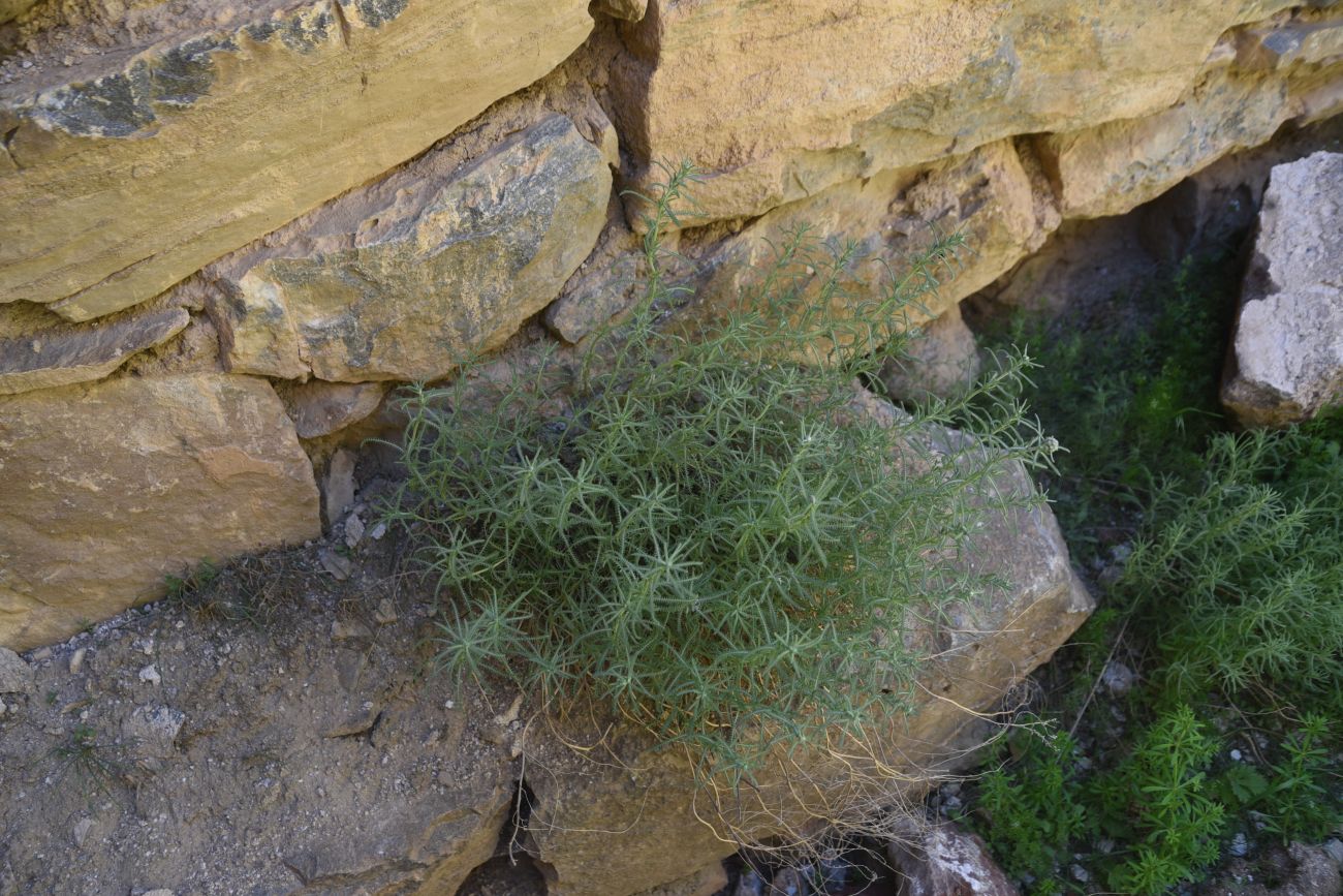 Image of Achillea wilhelmsii specimen.