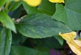 род Oenothera. Лист. Калининградская обл., г. Зеленоградск, клумба. 24.07.2025.