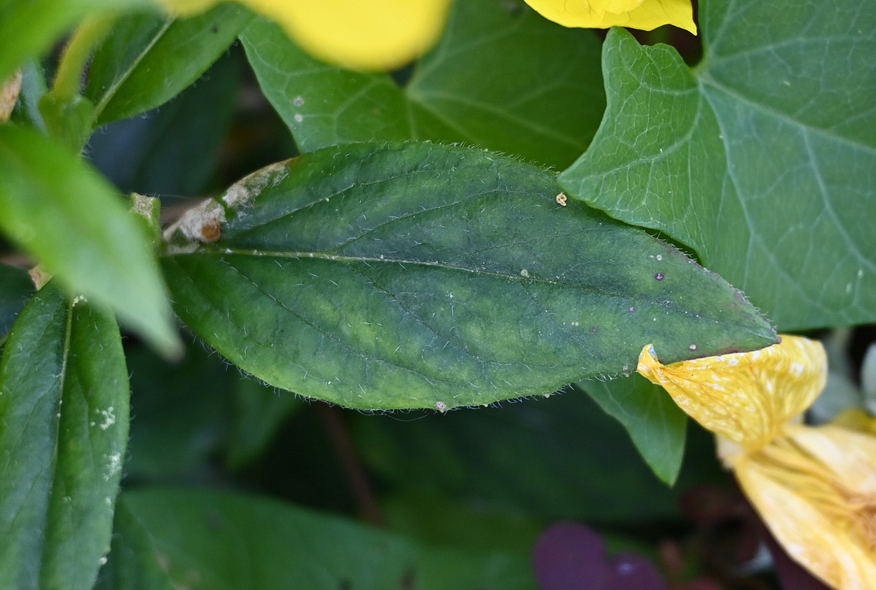 Image of genus Oenothera specimen.