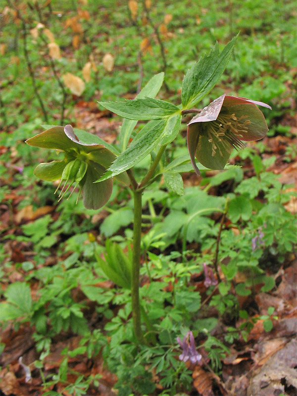 Изображение особи Helleborus purpurascens.
